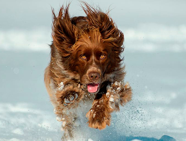 Kenia Artesano Nombrar Apartamentos pet friendly que admiten mascotas en Andorra