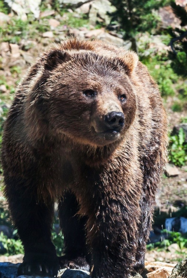 Actividades Verano 18 animals-naturlandia