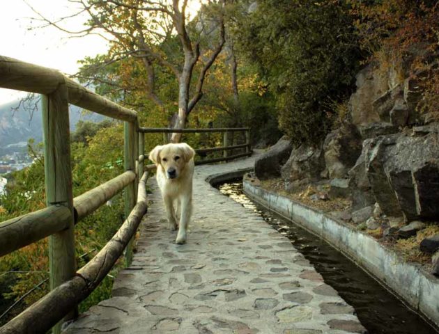 apartamentos con perro