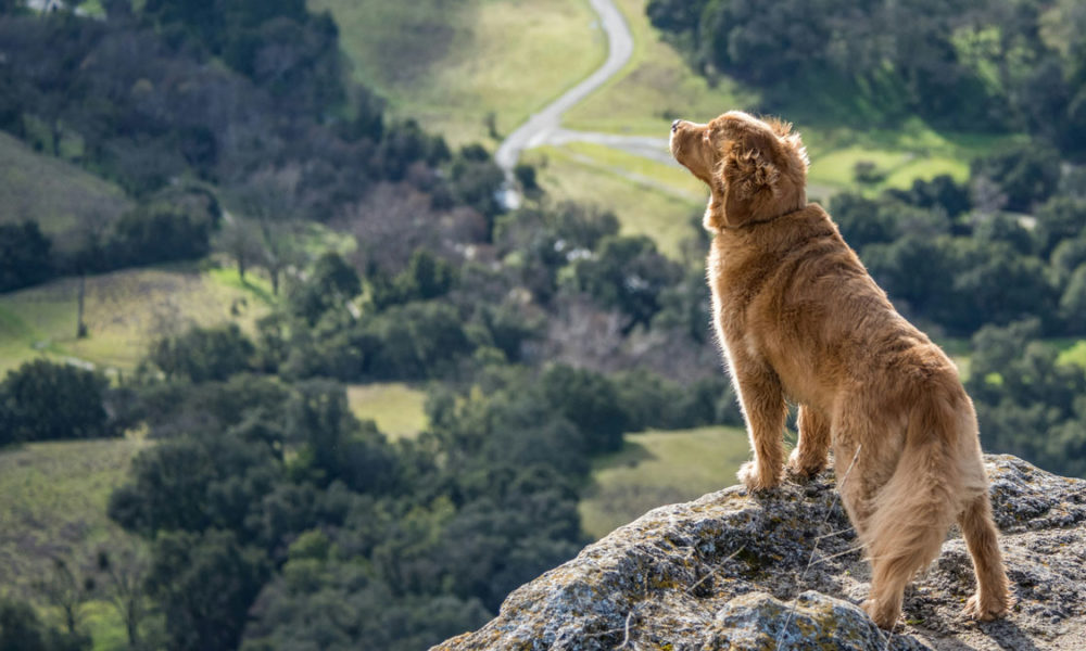 viajar con tu mascota